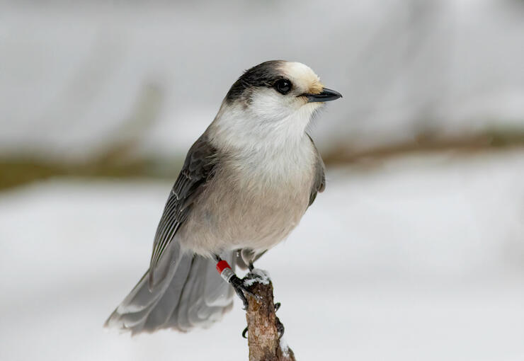 10 Spectacular Birds of Ontario You Need to See | Northern Ontario Travel